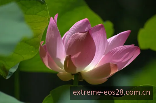 EOS阳光28开奖历史数据全维观测